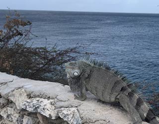 Iguana seen at Bungalow 12