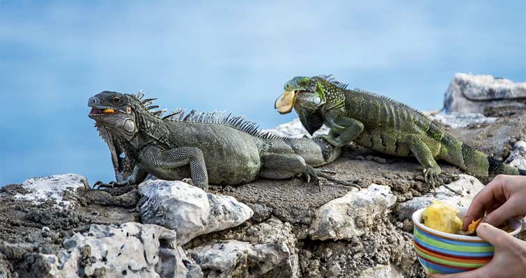 Feeding Iguanas