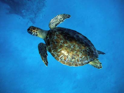 Sea turtle